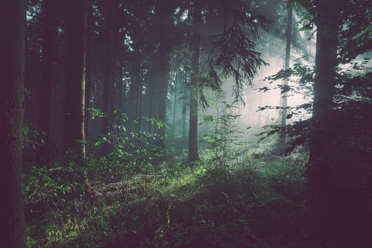 Mediterranean forest in golden afternoon light