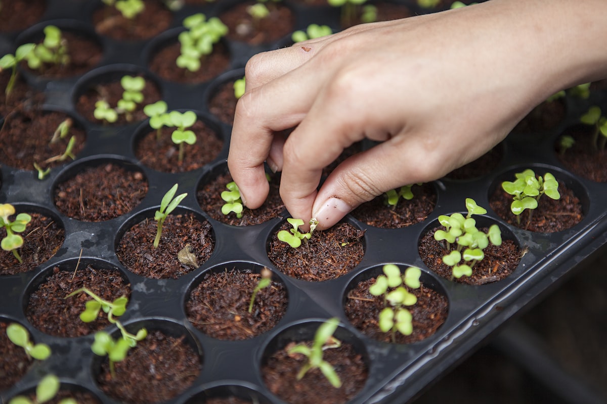 Sustainable greenhouse using efficient technology